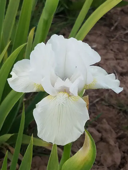 Best Gray Flower Names