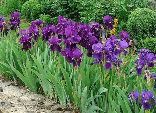 amazing Forgiveness-Symbolizing Flowers 