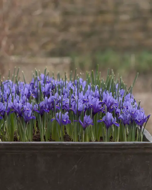 Blue Flower Names and image