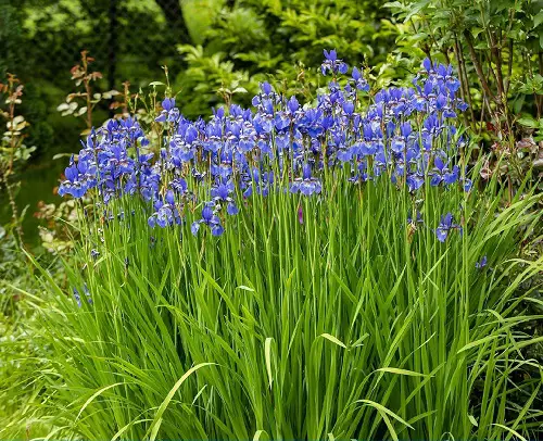 Blue Flower Names and Images in garden