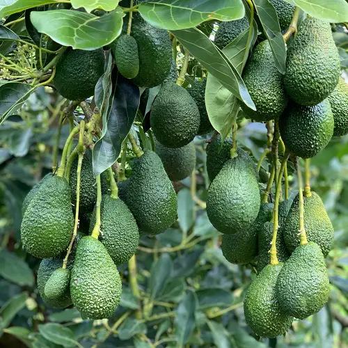 Is An Avocado a Berry
