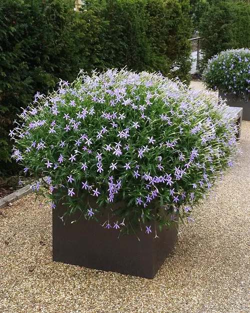 Flowers with a Starry Aspect
