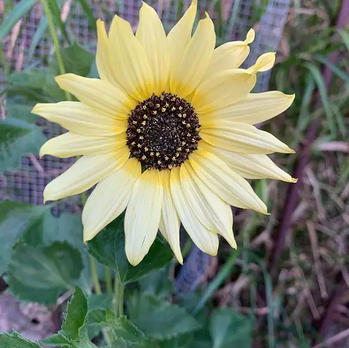 beautiful Black and White Sunflower Varieties