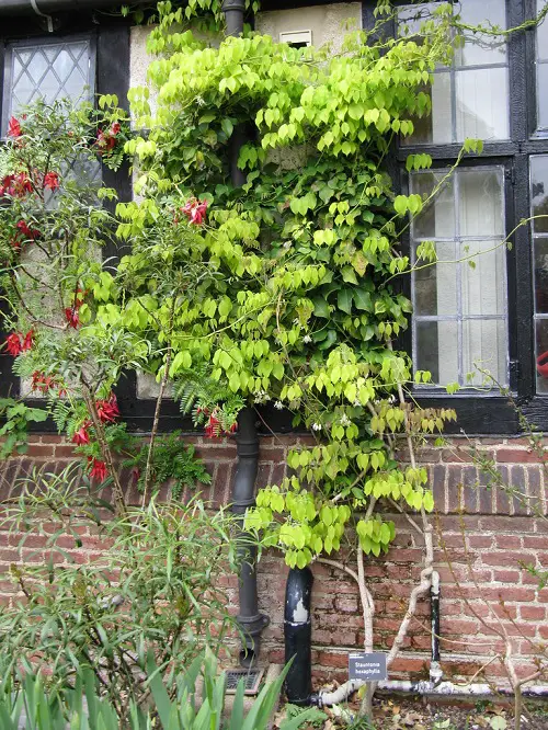 Top Evergreen Vines for Interest Throughout the Year