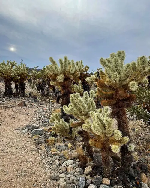 Jumping Cholla Cactus Plant Information