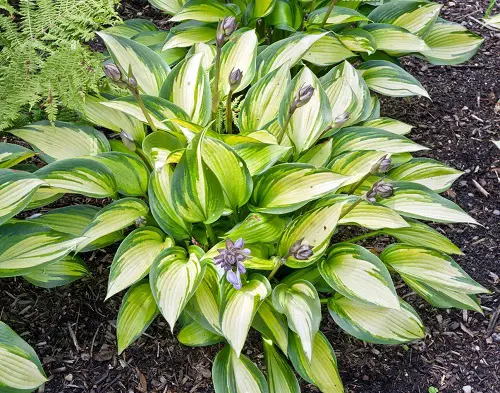 Hostas with Purple Flowers 3