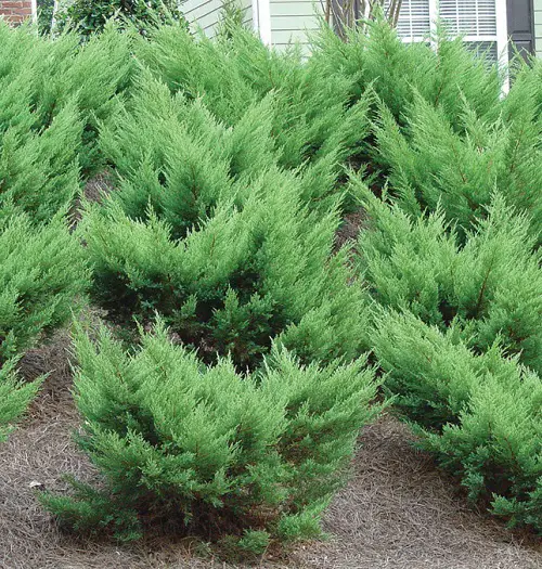Low Maintenance Evergreen Shrubs 