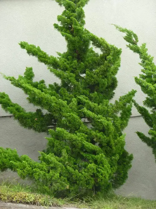 lovely Evergreen shrubs that require little upkeep
