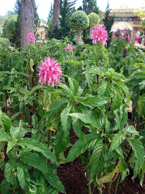 Under Large Trees: Plant Life
