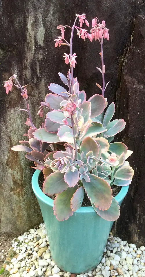 Pink-Flowered Succulents