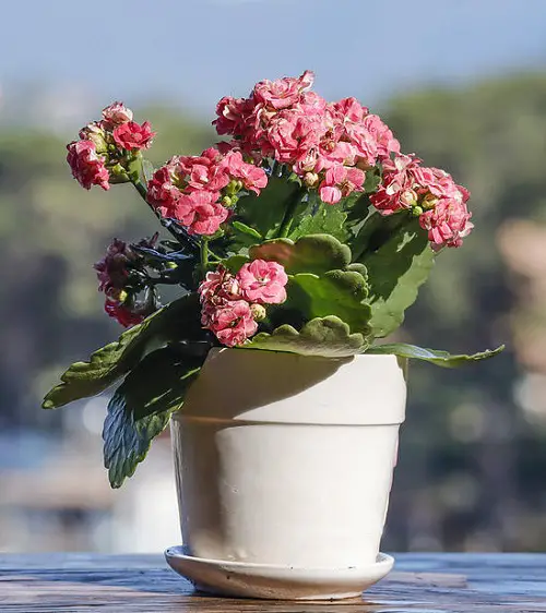 Pink Flowers Among Succulents