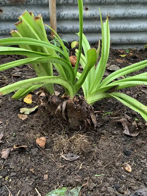 Propagating Red Hot Poker Plant