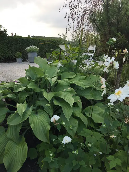 Hostas with Purple Flowers and Leaves 6