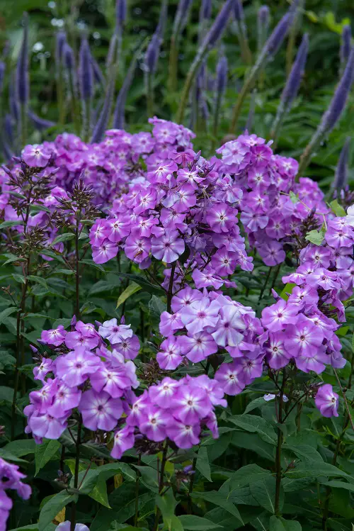 Best Mauve flowers 7