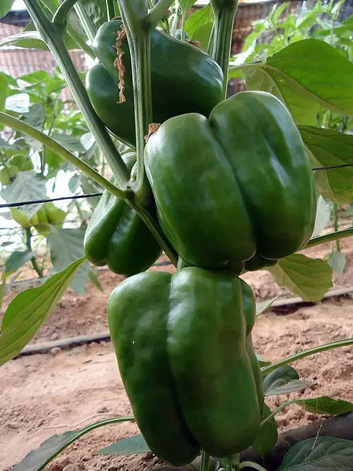 Lady Bell' Bell Pepper