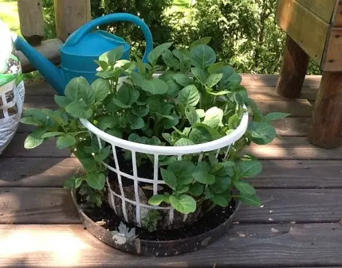 Use a Laundry Basket