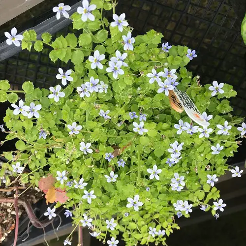 Blue Flower Names near Frame