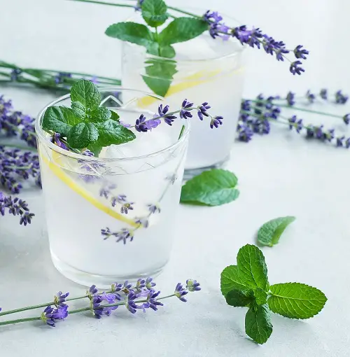 Top best Edible Flowers for Cocktails