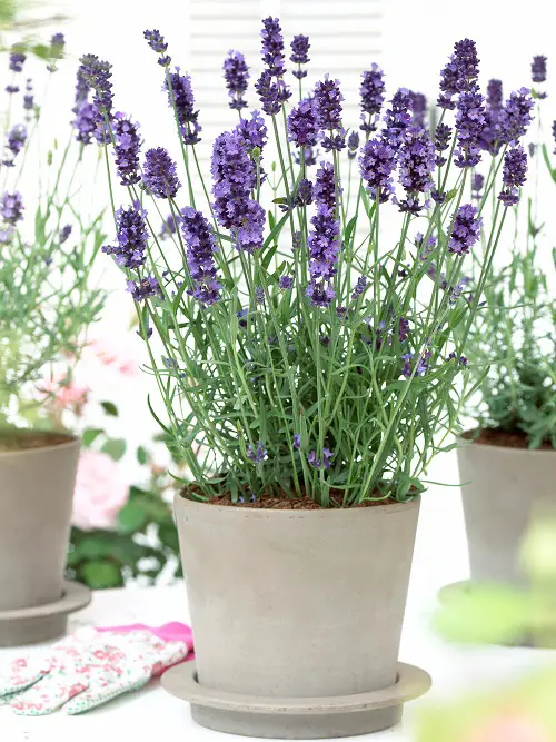 lavender Companion Plants For Red Hot Poker Plant