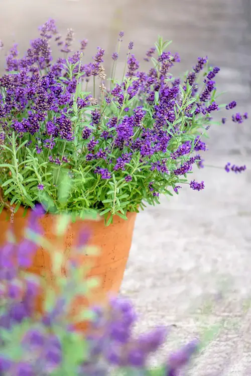 June Birth Month lavender Flowers 