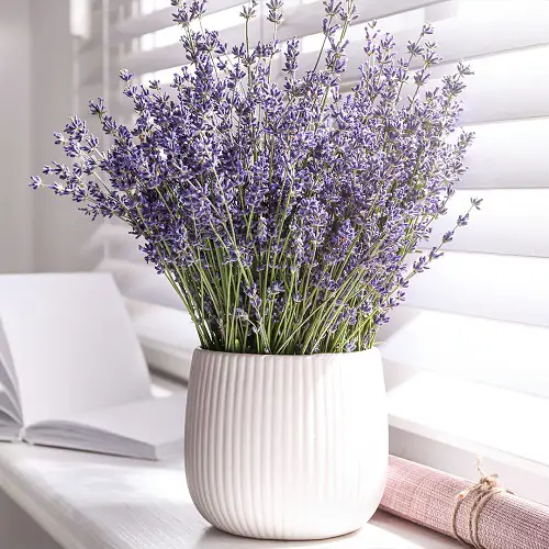 South Window Facing Flowers