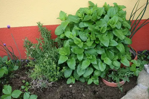 Companion Plants with Rosemary