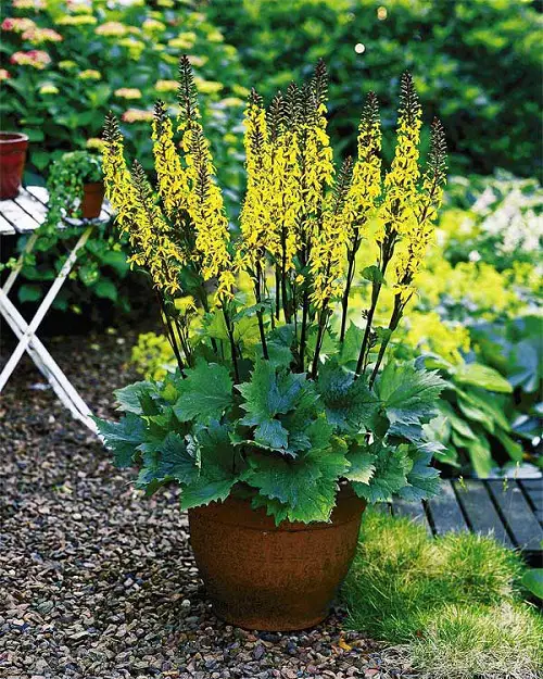 Summertime Blooming Perennials for Shade 5