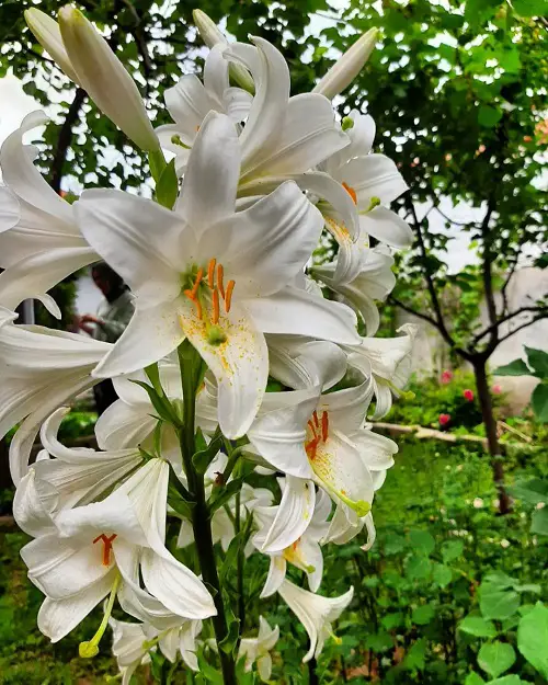 Plants That Grow Beneath Large Trees4