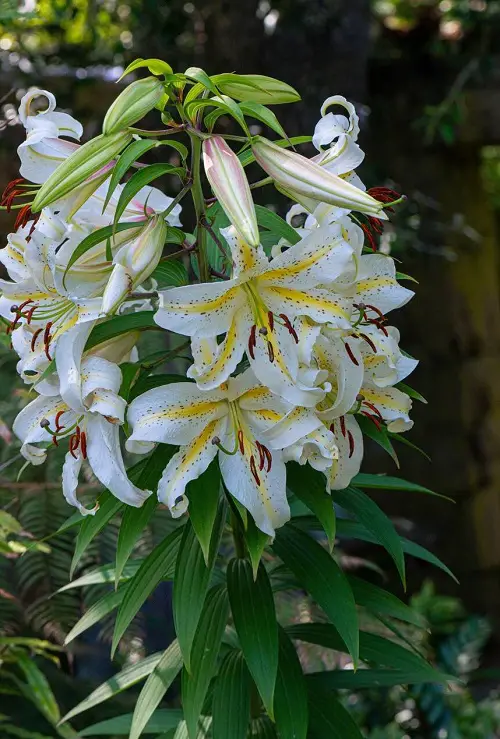 White Flowers with Purple Center in garden