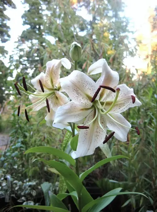 Gray blooms 