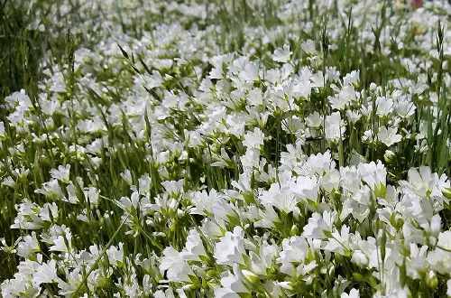 Amazing Common Native Plants in California 