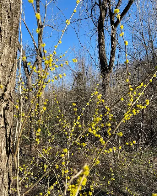 Growable Plants Beneath Large Trees4