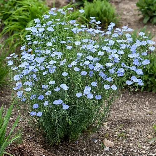 Blue Flower Names and image