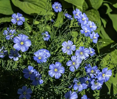 Flowers that Start with F 3