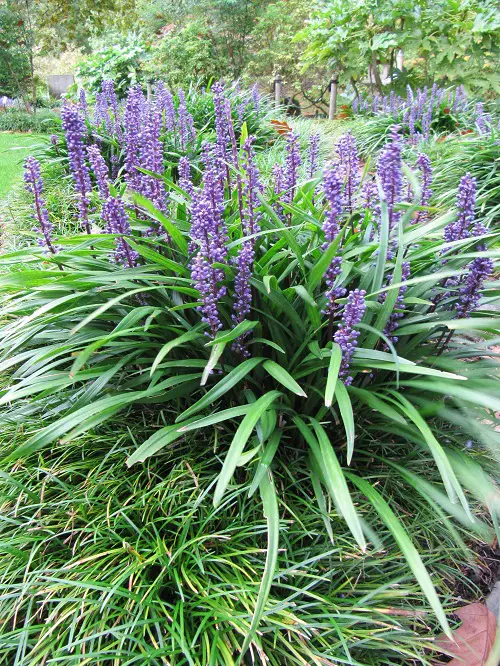 beautiful Summertime Blooming Perennials