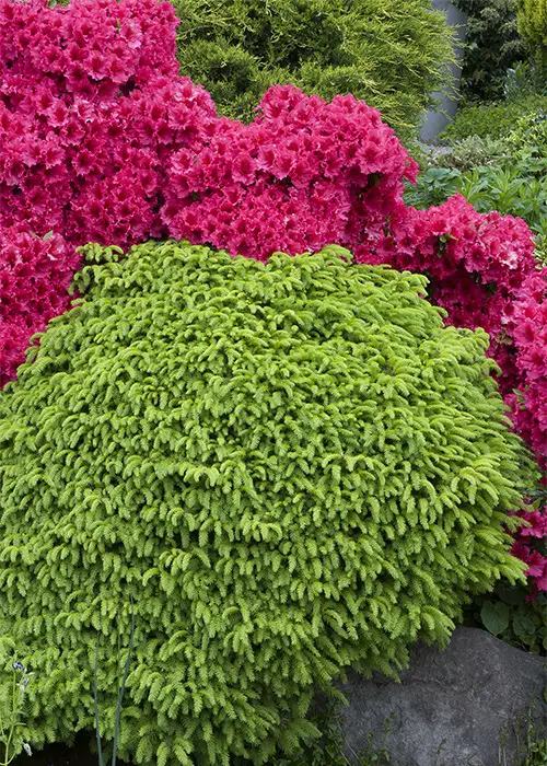 Evergreen Shrubs That Require Little Maintenance
