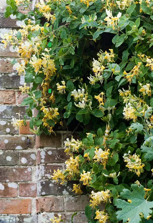 amazing Quick-Growing Vines to Cover a Wall or Fence