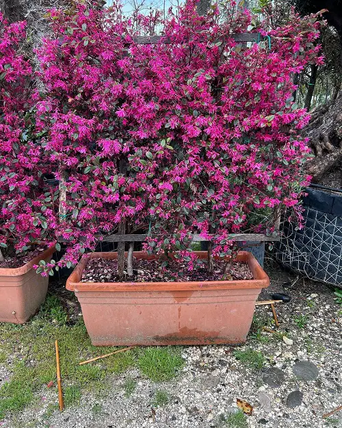 Post-Pruning Care of Loropetalum