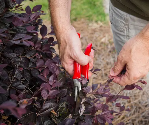 Loropetalum Pruning Guide