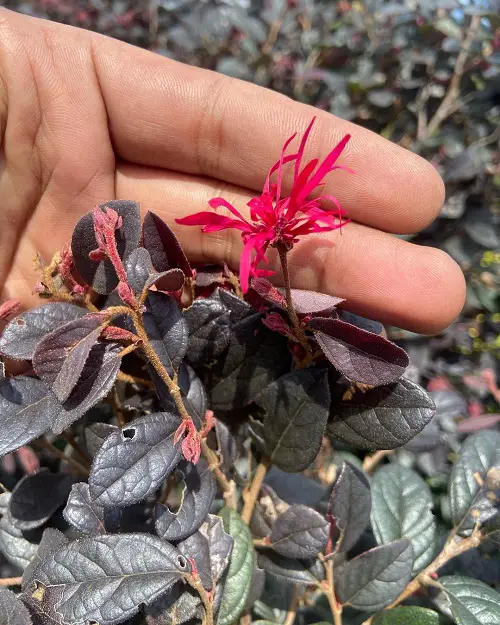 When and How To Prune Loropetalum