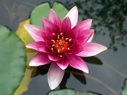 Lotus Flower Meaning in Indian Subcontinent