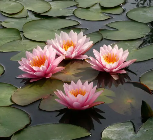 Lotus Flower Meaning and Symbolism