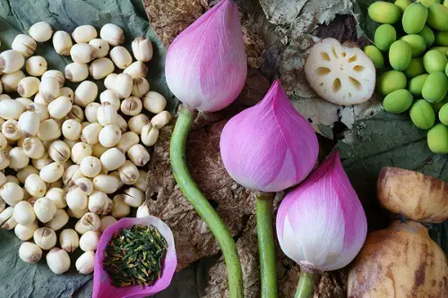 Lotus Flowers Uses