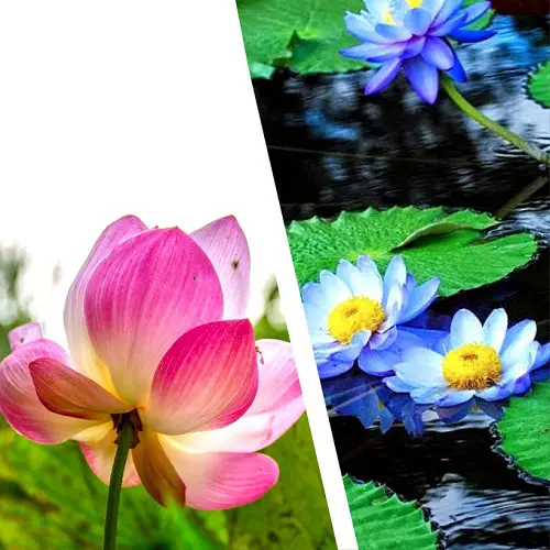 Lotus Flowers VS. Water Lilies