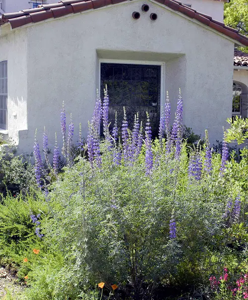 California Native Plants