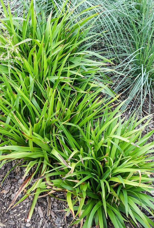 top Best Shade-Growing Ornamental Grasses 