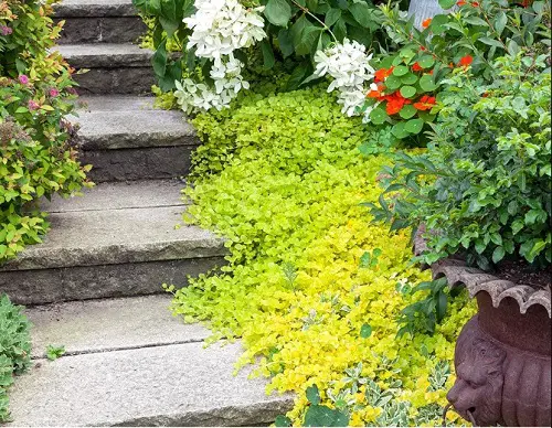 Ground Cover Plants with Quick Growth