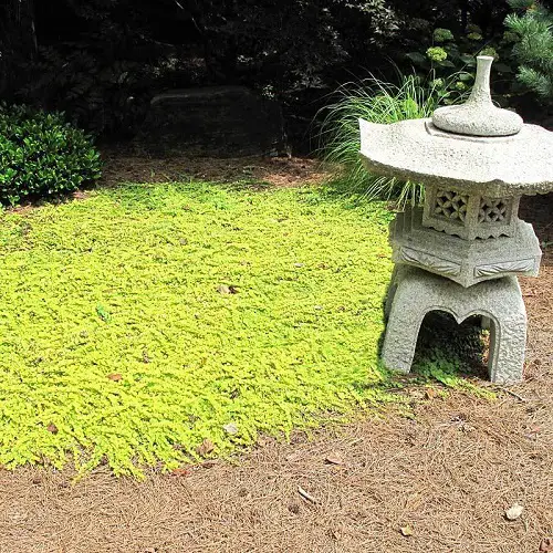 Alternatives to Mowing the Lawn