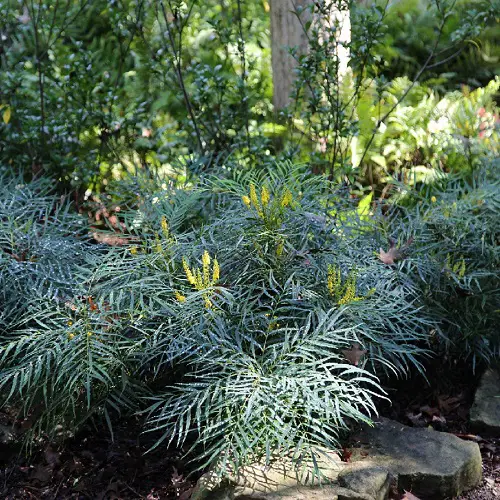 lovely Evergreen Shrubs with Minimal Upkeep