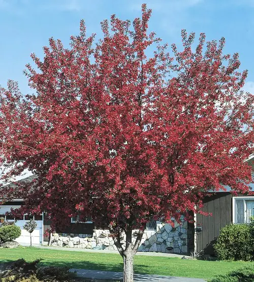 Gorgeous Trees with Purple Leaves in garden